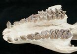 Oreodont (Merycoidodon) Skull - Nebraska #10747-4